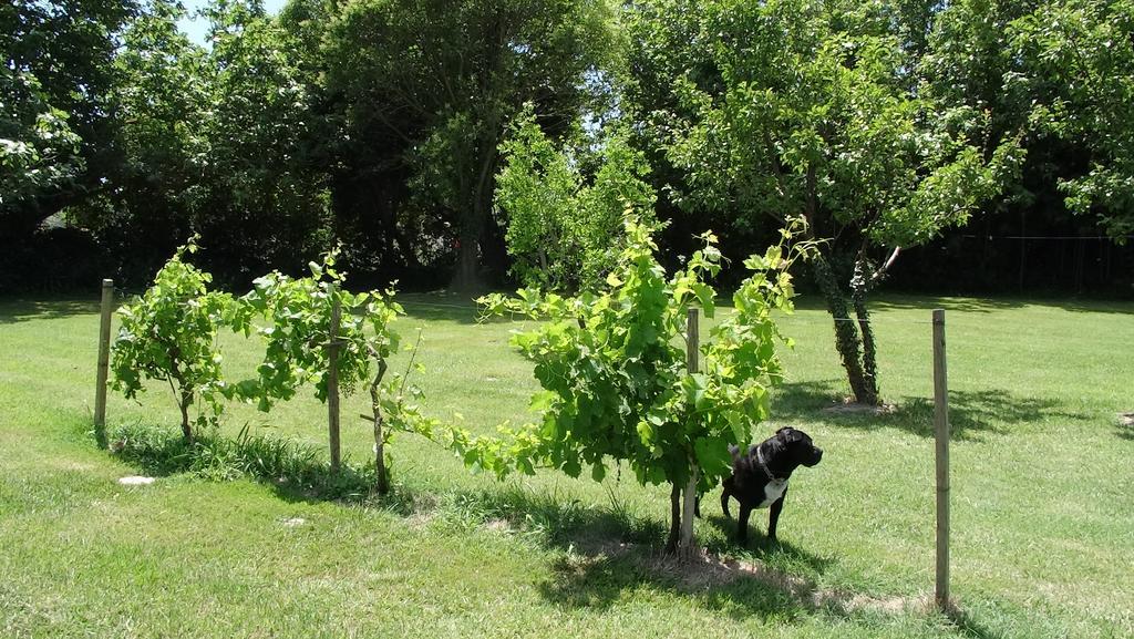 Mas De Bouvet En Camargue Bed & Breakfast Albaron Exterior photo
