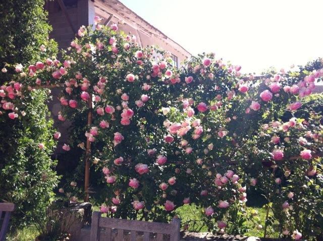 Mas De Bouvet En Camargue Bed & Breakfast Albaron Exterior photo